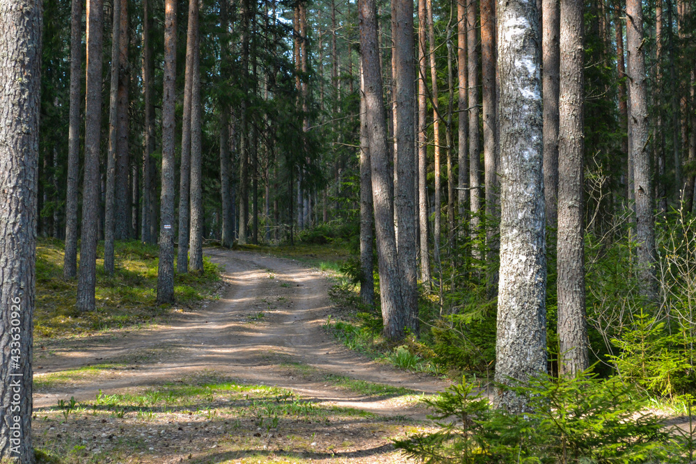 Obraz premium Car sand road in a green pine forest.