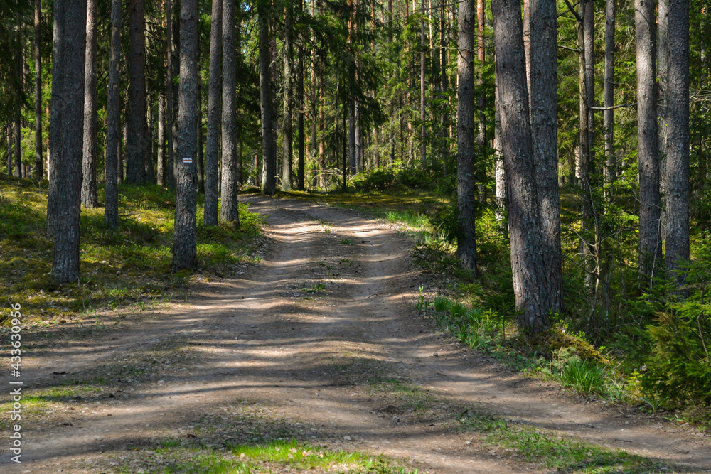 Fototapeta premium Car sand road in a green pine forest.