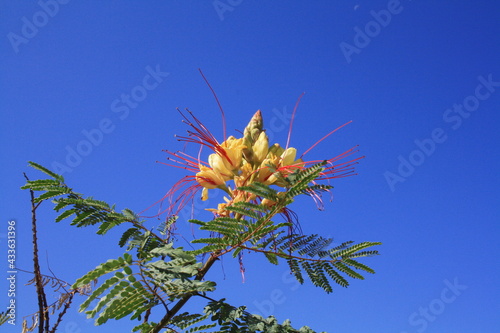 caesalpinia gilensii photo