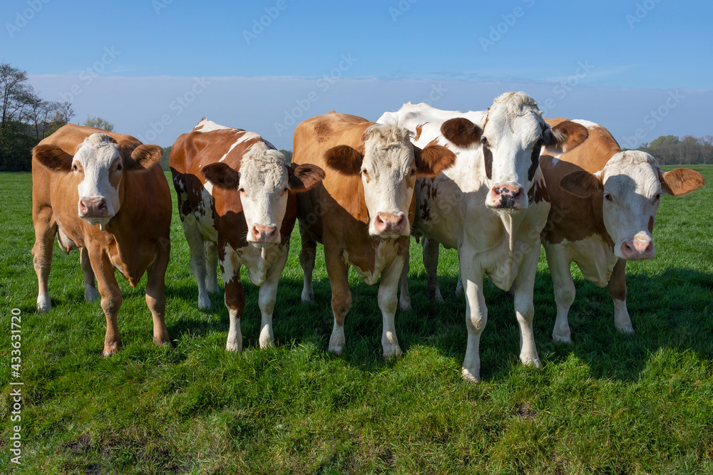 Group of curious young brown spotted cows in the green meadow Group of curious young brown spotted cows in the green meadow