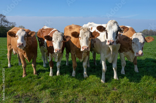 Group of curious young brown spotted cows in the green meadow   © Picture Partners
