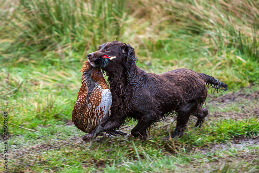 Fototapeta premium A gun dog retrieves a pheasant