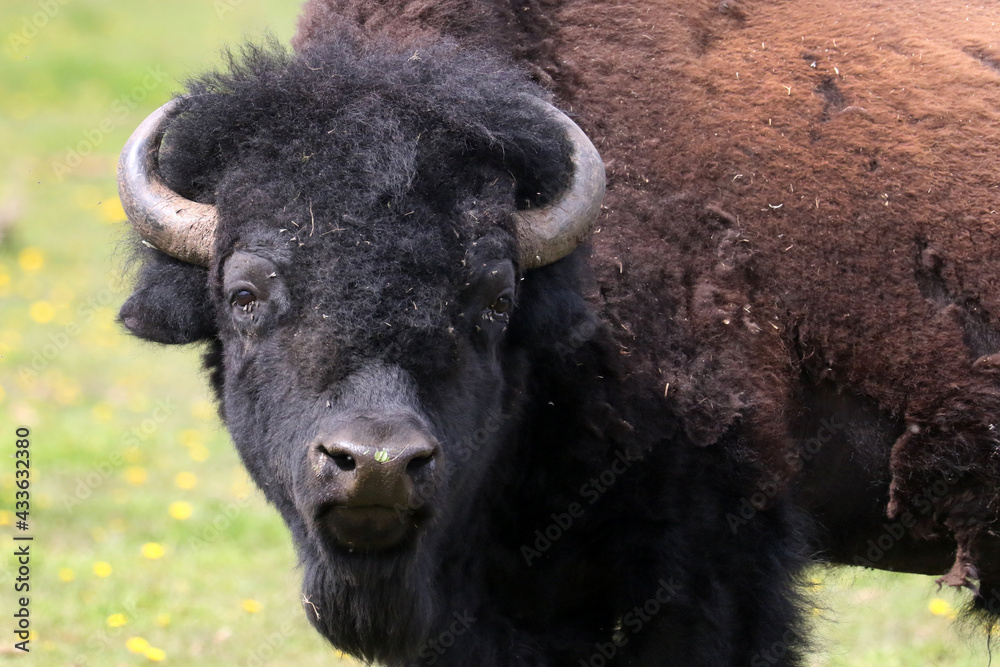 Fototapeta premium Bull on Bison Farm in spring shedding winter coat 