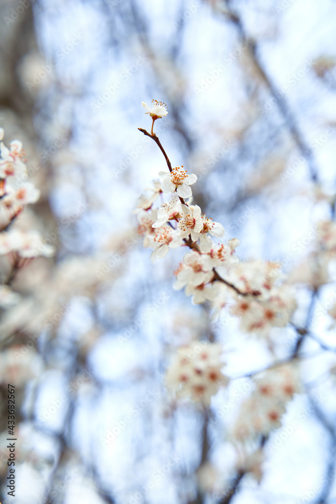 Apricot trees bloom with white flowers in early spring Apricot trees bloom with white flowers in early spring