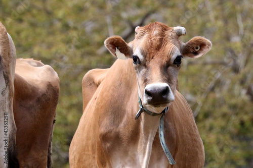 Jersey Cow in spring photo