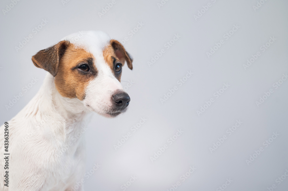 Funny dog jack russell terrier with foam on his head on a white background. Copy space.