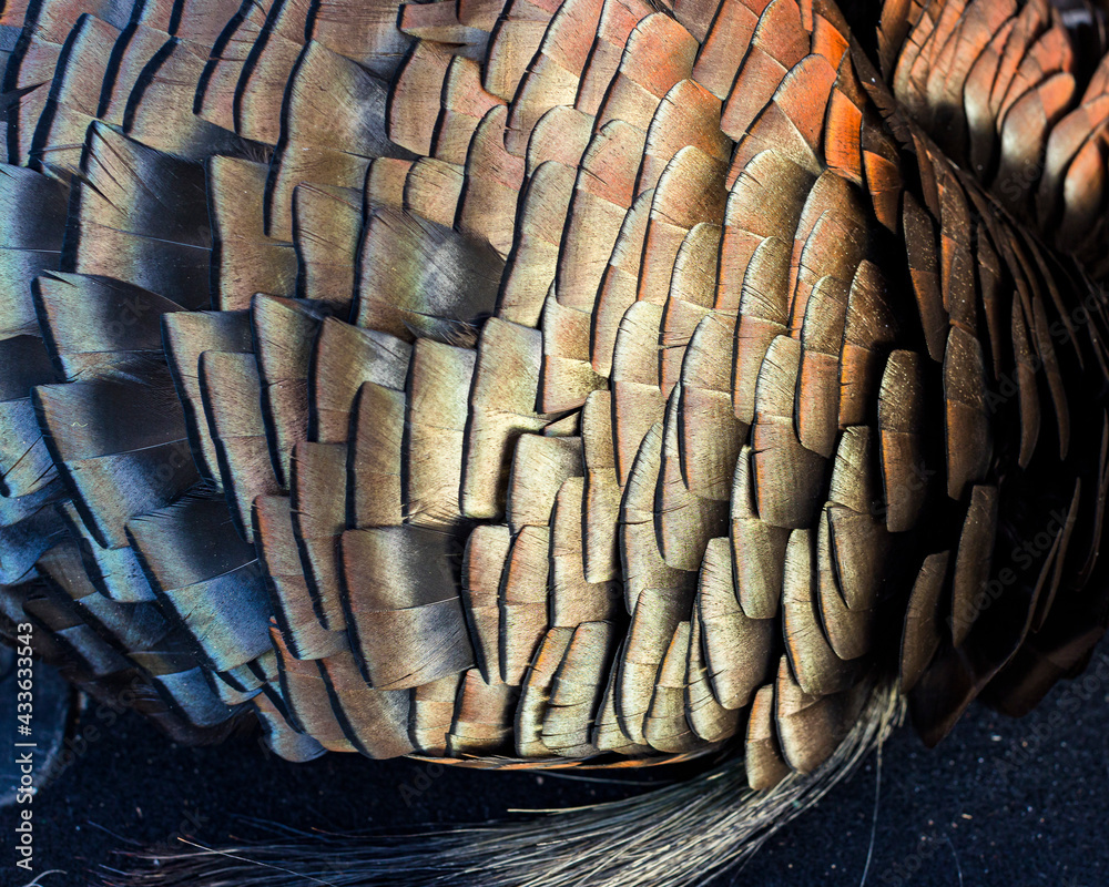 Close-up of iridescent wild turkey feathers.