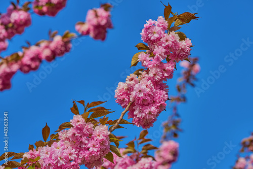 Rosa Baumblüten der japanischen Zierkirsche (Kurilenkirsche) im Frühling bei strahlendem Sonnenschein und blauen Himmel