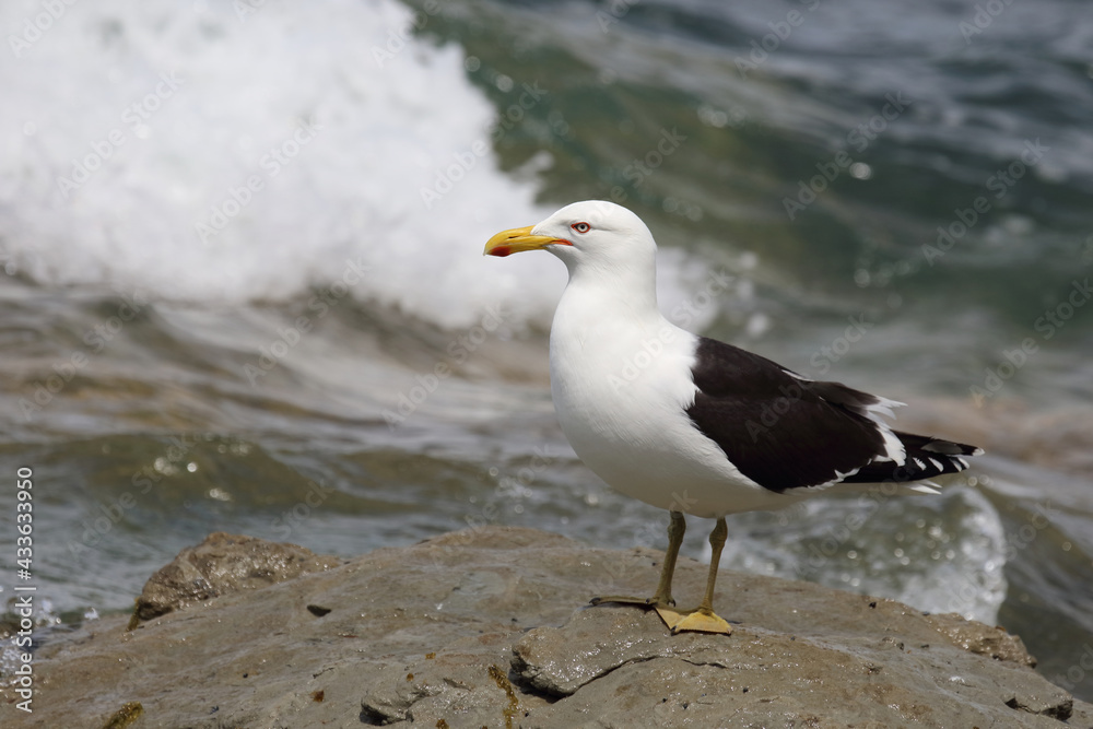 Naklejka premium Dominikanermöwe / Southern black-backed gull / Larus dominicanus