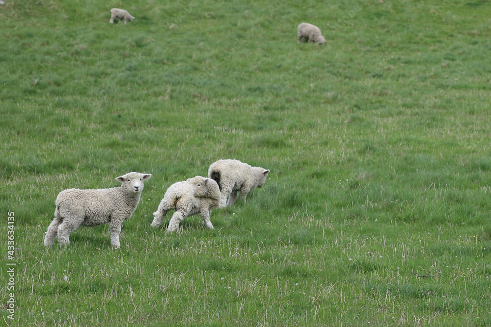 Fototapeta premium Romneyschaf / Romney sheep / Ovis.