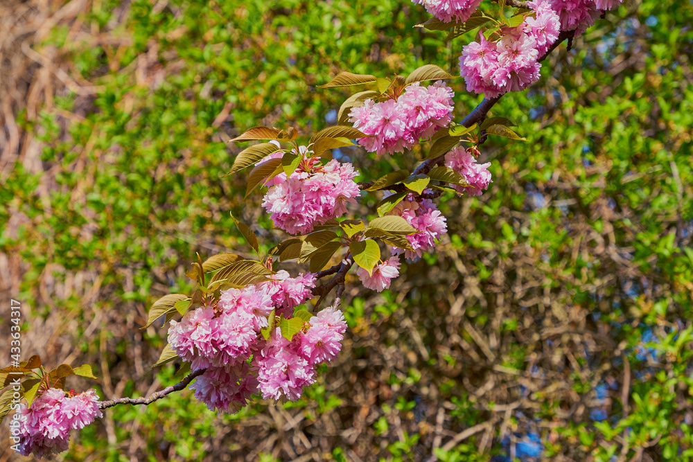 Obraz premium Rosa Baumblüten der japanischen Zierkirsche (Kurilenkirsche) im Frühling bei strahlendem Sonnenschein