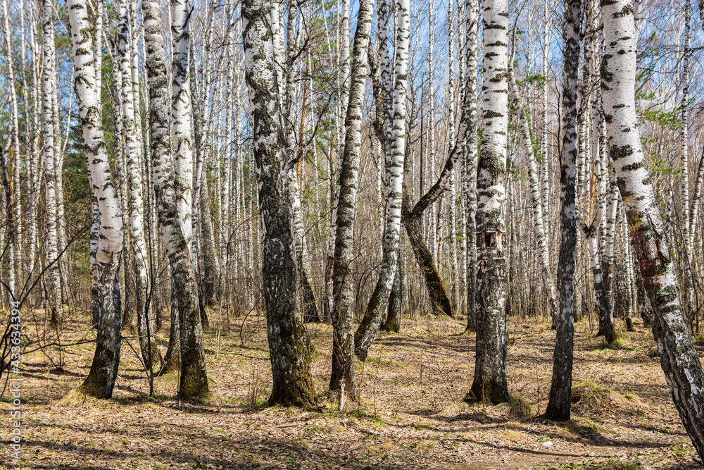 In spring, young leaves bloom on old birches in the park and forest. The trees are leafy in the spring In spring, young leaves bloom on old birches in the park and forest. The trees are leafy in the spring