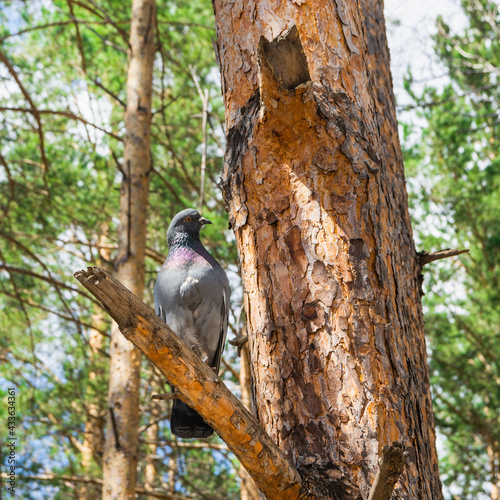 A rock dove sits on a pine tree in a summer or spring park © Svetlana Khor