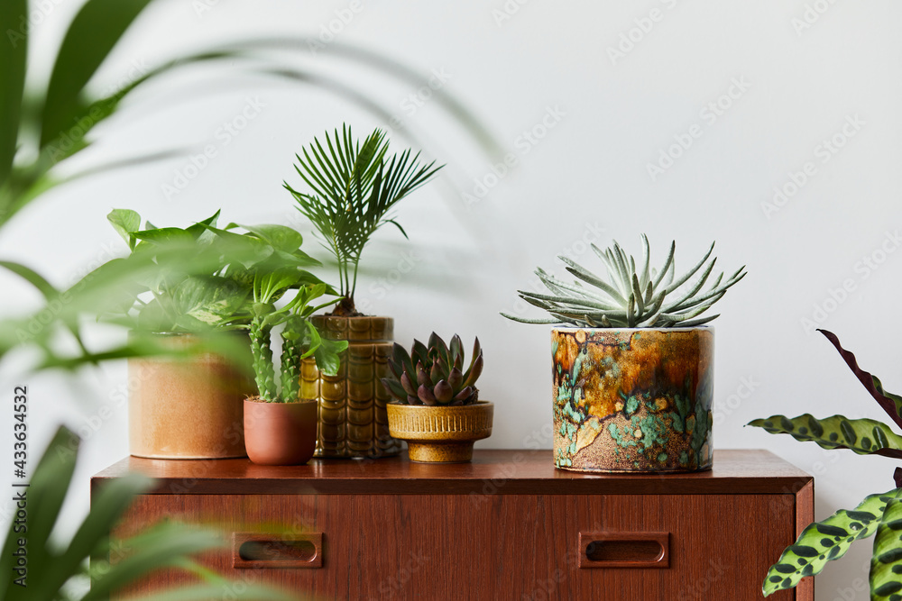 Fotka „Stylish composition of home garden interior filled a lot of  beautiful plants, cacti, succulents, air plant in different design pots.  Home gardening concept Home jungle. Copy spcae. Template“ ze služby Stock