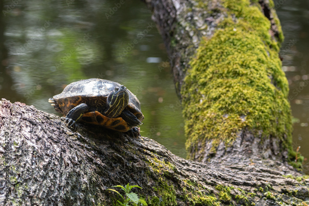 Obraz premium Turtle on sun