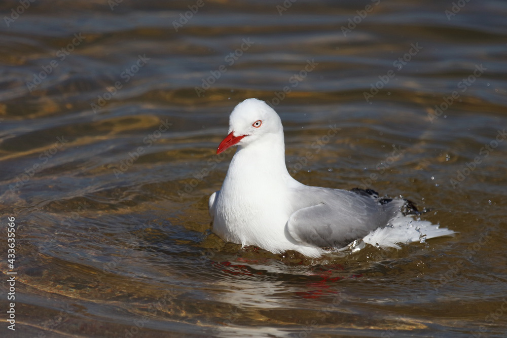 Fototapeta premium Rotschnabelmöwe / Red-billed gull / Larus scopulinus