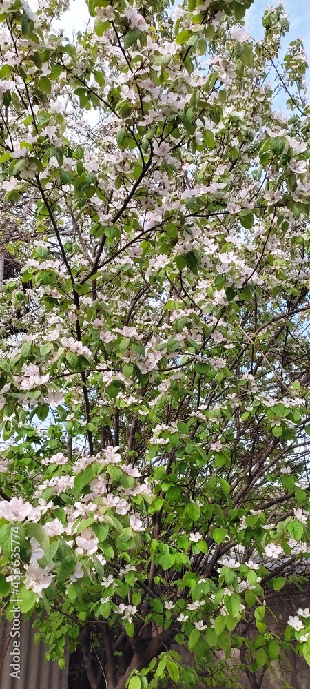 Obraz premium leaves background