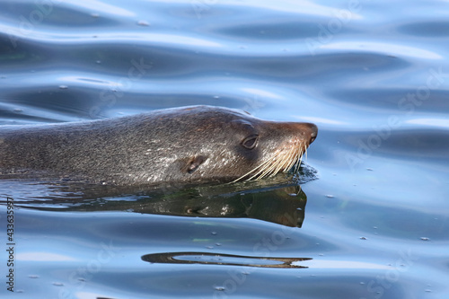 Neuseeländischer Seebär / New Zealand fur seal / Arctocephalus forsteri