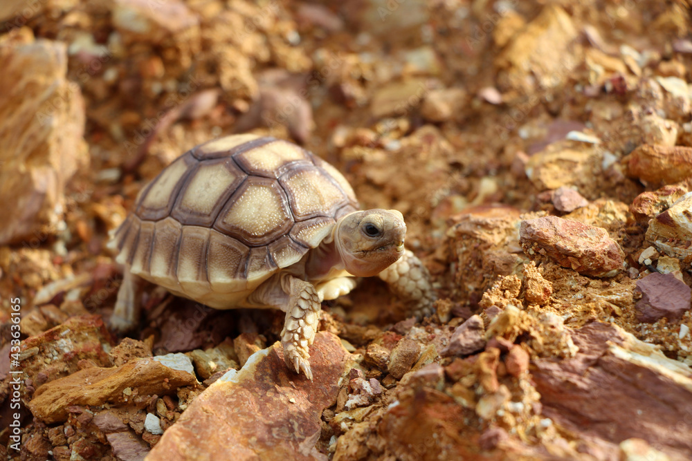 African Sulcata Tortoise Natural Habitat,Close up African spurred tortoise resting in the garden, Slow life ,Africa spurred tortoise sunbathe on ground with his protective shell ,Beautiful Tortoise African Sulcata Tortoise Natural Habitat,Close up African spurred tortoise resting in the garden, Slow life ,Africa spurred tortoise sunbathe on ground with his protective shell ,Beautiful Tortoise