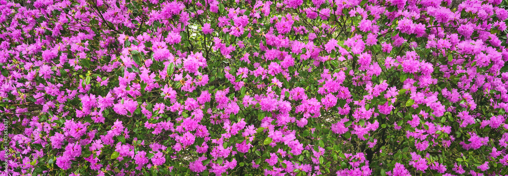 pink blooming rhododendron sichotense bush. banner