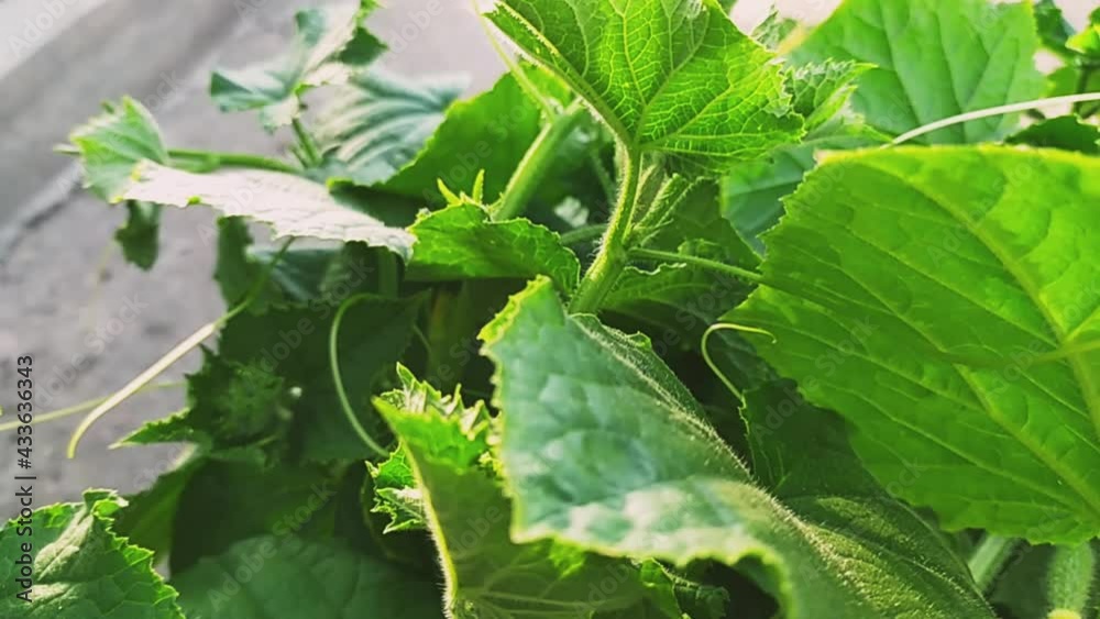 Young cucumber plant with blooming flowers in sunny day. Spring greenhouse. Spring work