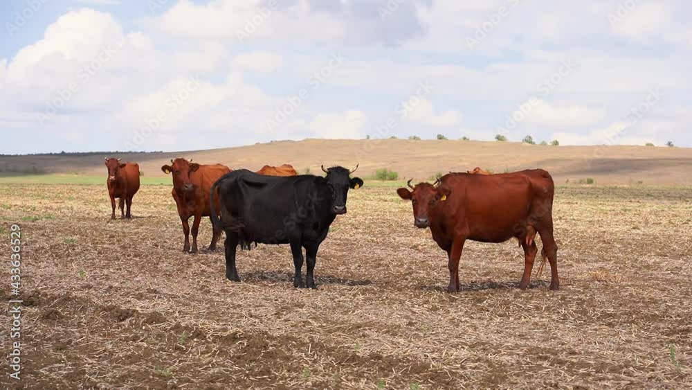 black cow in a herd of red cows stand in the field. white clouds are running across the sky black cow in a herd of red cows stand in the field. white clouds are running across the sky