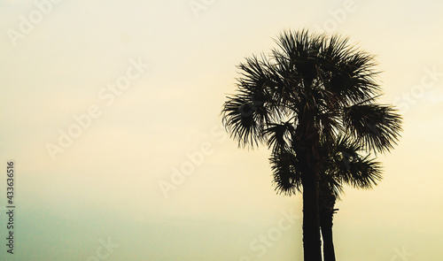 Single Palm trees at sunset in Galveston  Texas