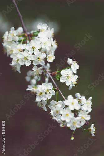 branch with white cherry blossoms. The abundant flowering of the garden and fruit trees