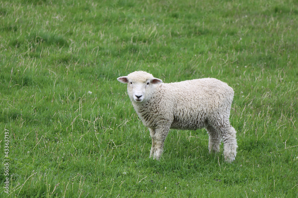Fototapeta premium Romneyschaf / Romney sheep / Ovis.