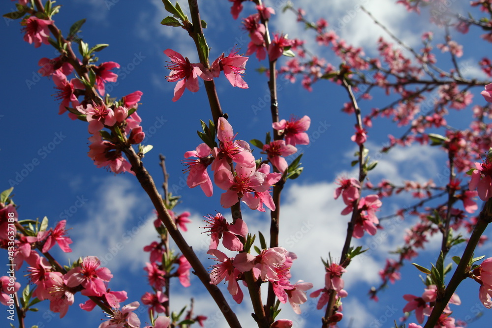 sakura