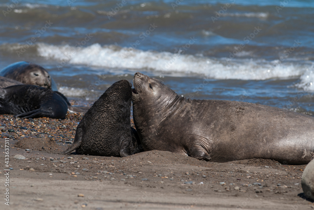 Fototapeta premium Female elephant seal and pup, Peninsula Valdes, Unesco World Heritage Site,Patagonia, Argentina