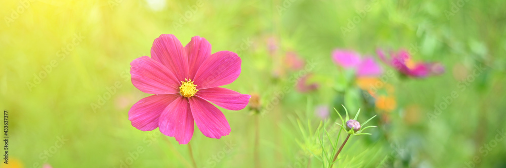 Beautiful flower in the garden at sunset.