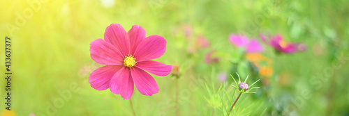 Beautiful flower in the garden at sunset.