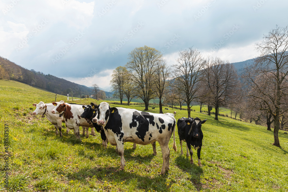 Herd of spotted cows surrounded by nature in the Swiss Alps, in the Canton of Jura Herd of spotted cows surrounded by nature in the Swiss Alps, in the Canton of Jura