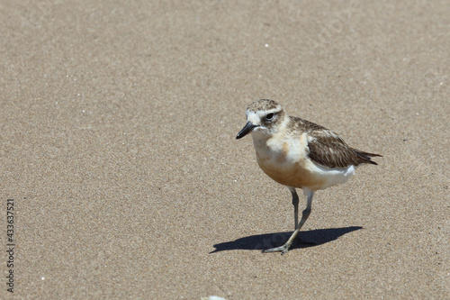 Maoriregenpfeifer / New Zealand dotterel / Charadrius obscurus aquilonius