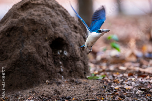 White - collared Kingfisher photo