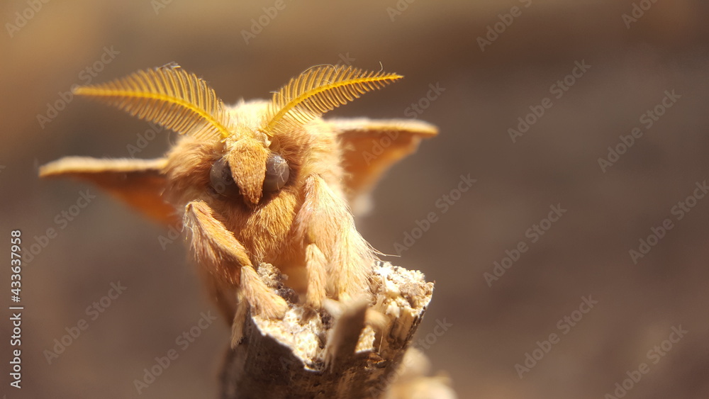 Cricula silkmoth(Cricula trifenestrata) on the tree.macro photo