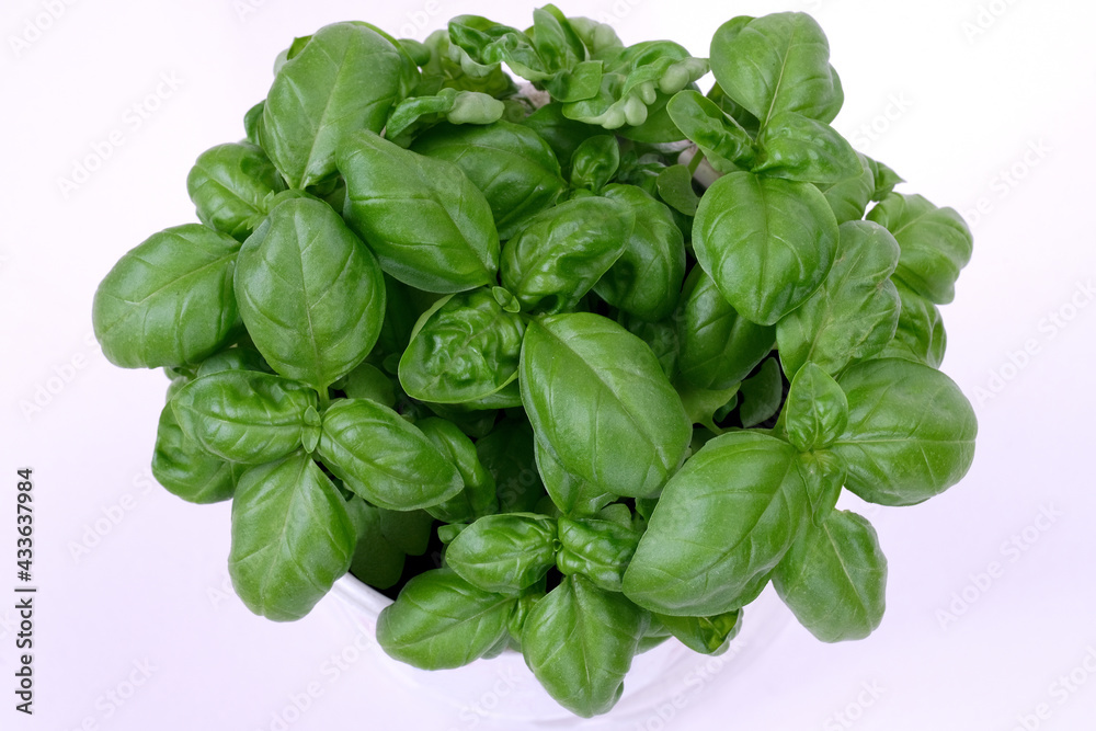 Green leaves of young fresh basil on a white background