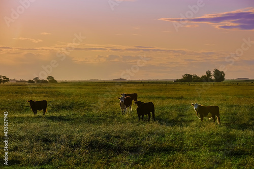 Cattle in Argentine countryside La Pampa Province  Argentina.