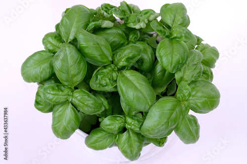 Green leaves of young fresh basil on a white background