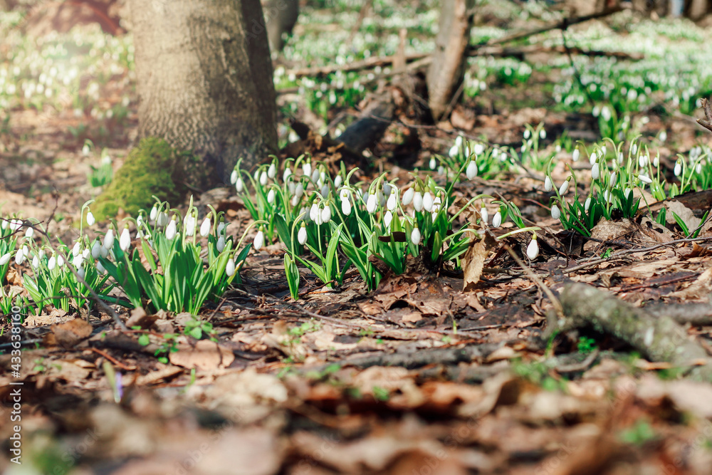 Snowdrops in a clearing in the forest. Spring primroses Snowdrops in a clearing in the forest. Spring primroses