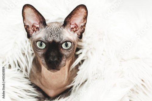 Bald cat of the Canadian Sphynx breed portrait. Chocolate color.