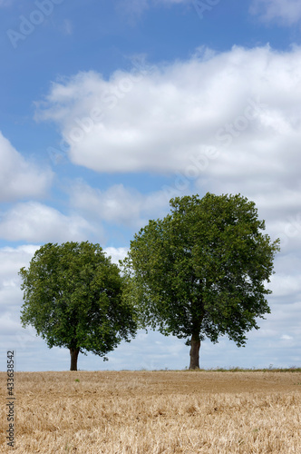 Wheat field in Hauts-de-France region. Mareuil-sur-Ourcq