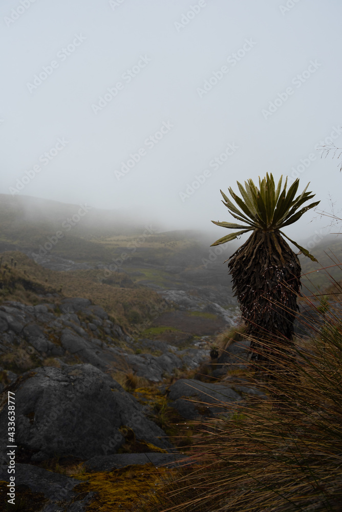frailejon nevados park in the Colombian páramo with vegetation growing around it during a cloudy day. frailejon nevados park in the Colombian páramo with vegetation growing around it during a cloudy day.