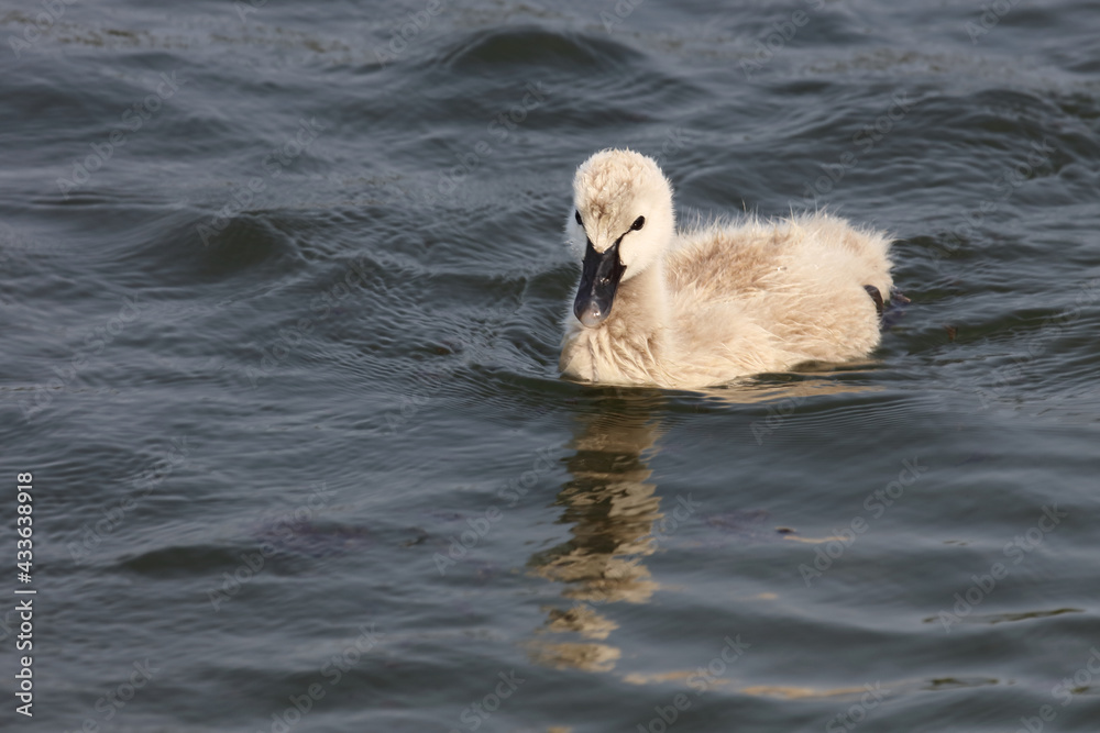 Schwarzer Schwan oder Trauerschwan / Black Swan / Cygnus atratus.