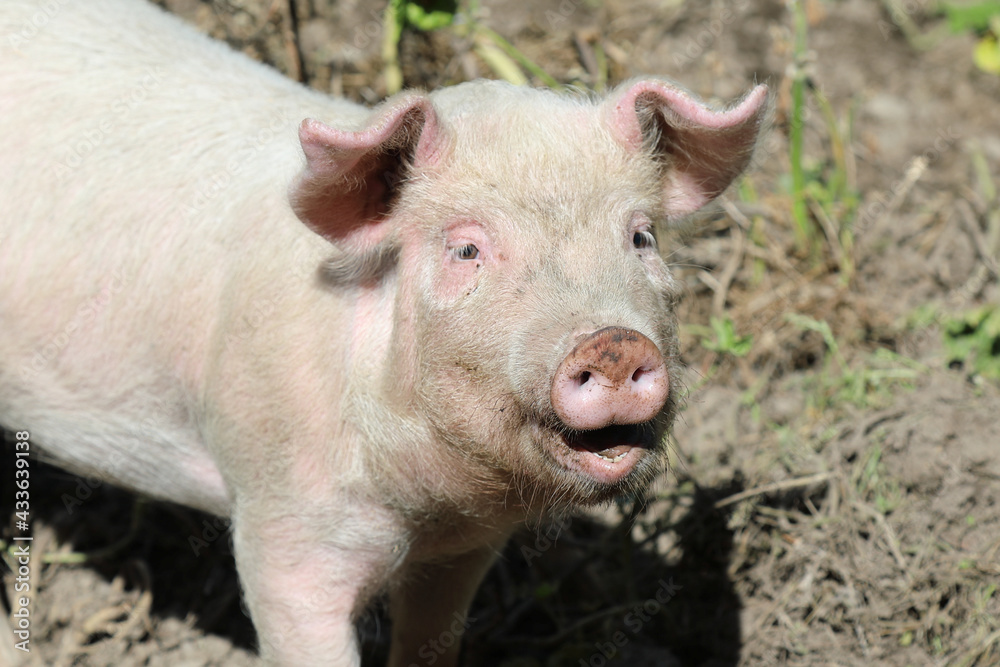 Hausschwein / Domestic pig / Sus scrofa domesticus Hausschwein / Domestic pig / Sus scrofa domesticus
