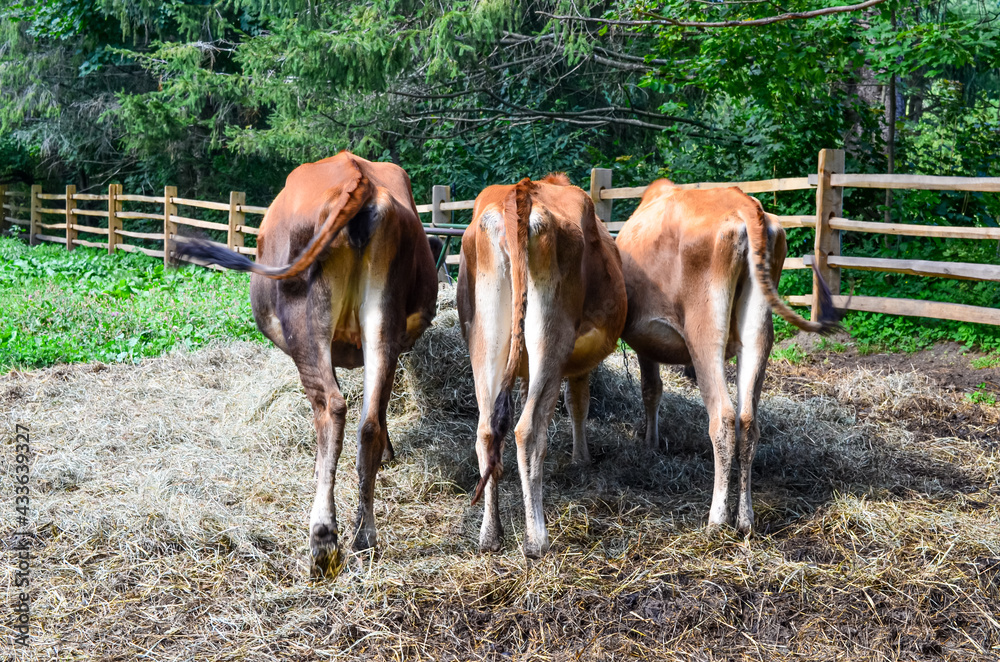 A rearview of three brown cows eating hay. 