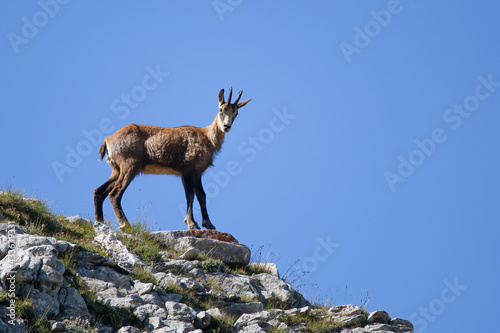 Chamois  Rupicapra rupicapra  on a rock in the Pirin Mountains  Bulgaria. Isolated on a clear blue sky