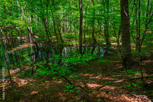 Small swamp in a green forest © Vastram