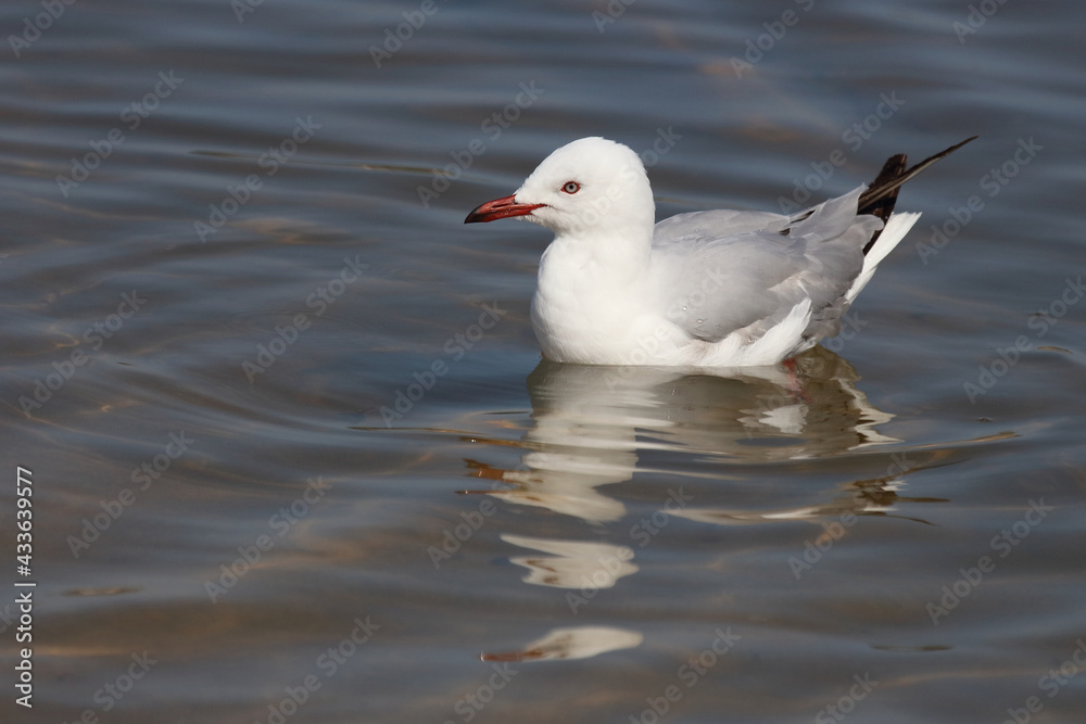 Rotschnabelmöwe / Red-billed gull / Larus scopulinus Rotschnabelmöwe / Red-billed gull / Larus scopulinus